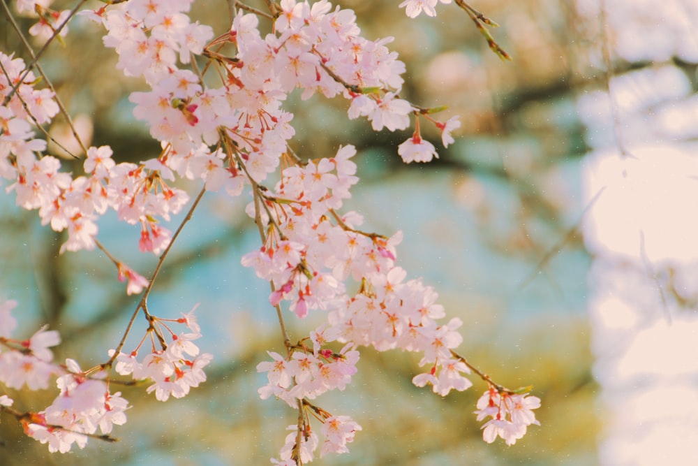 a close up of a tree with pink flowers