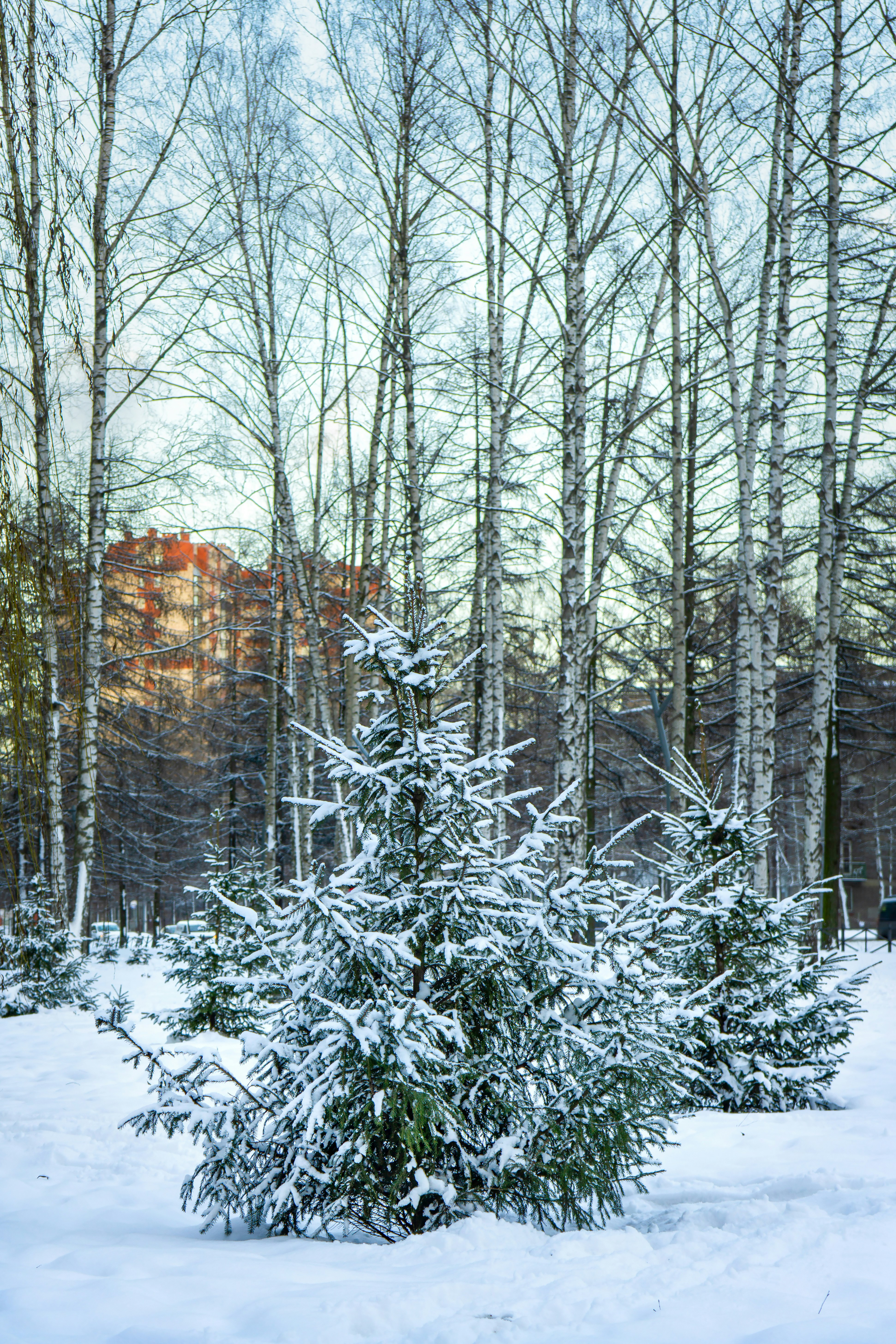 Photo by negrebets