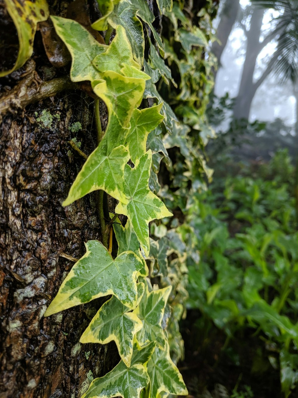 ivy growing on the side of a tree trunk
