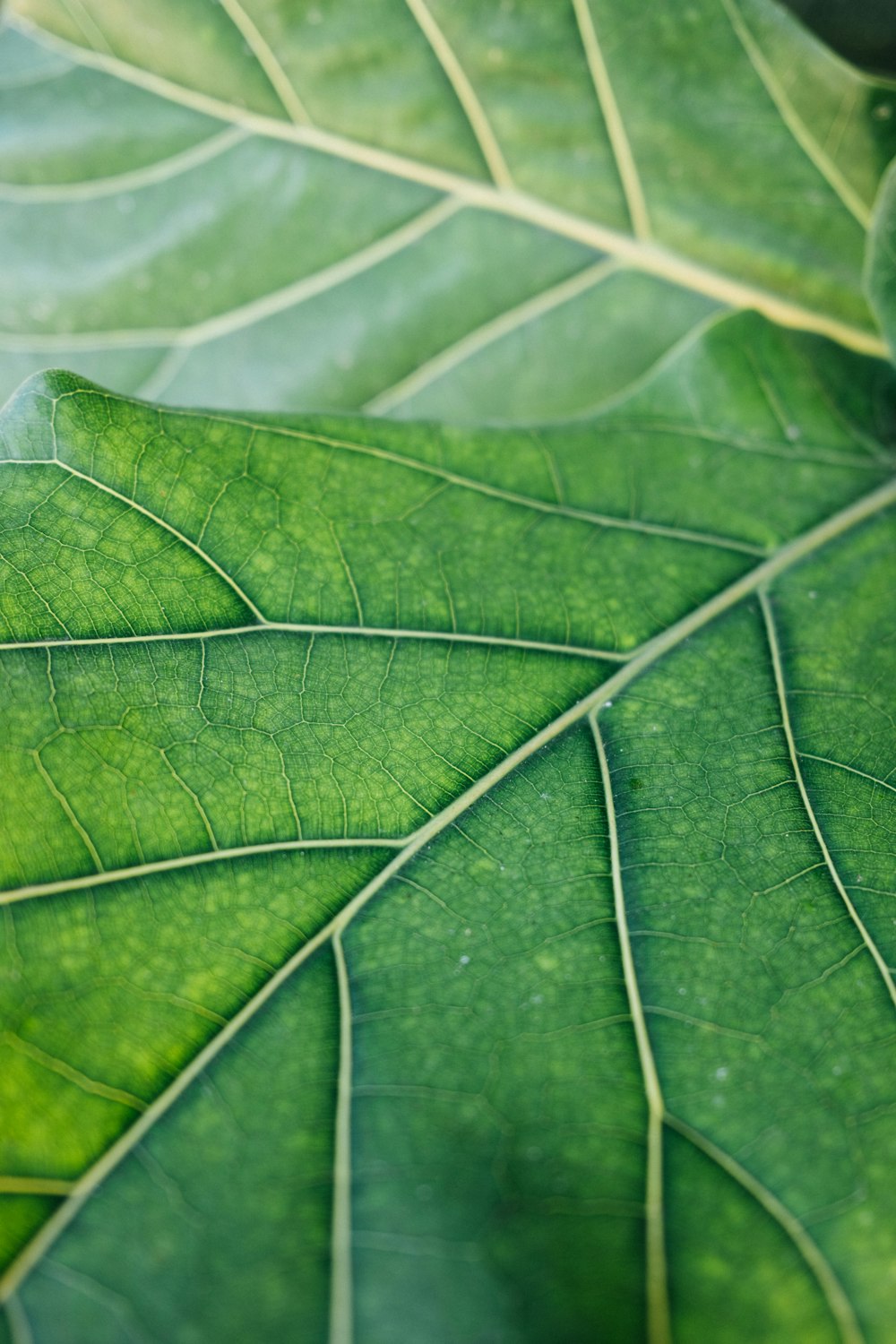 a close up of a large green leaf