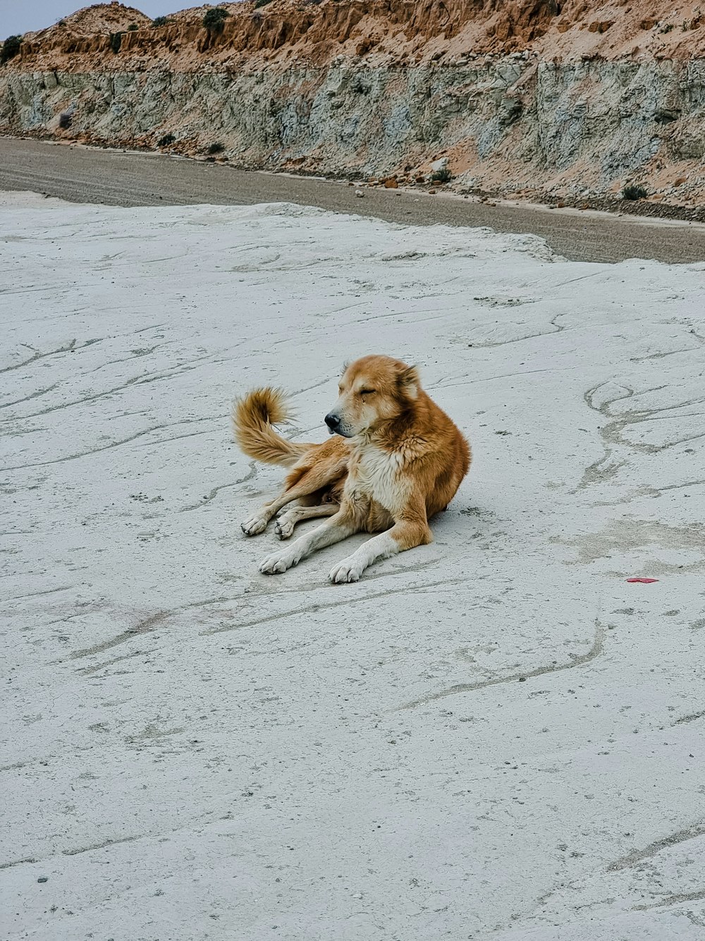 Un cane marrone e bianco che giace sulla cima di una spiaggia sabbiosa