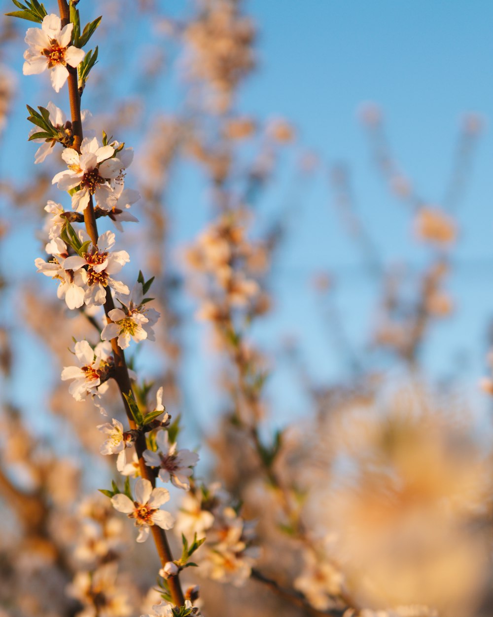 a close up of a flower on a tree