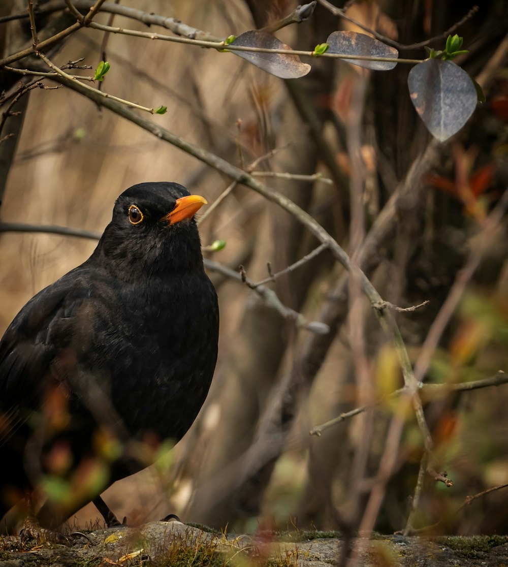 a black bird sitting on top of a tree branch