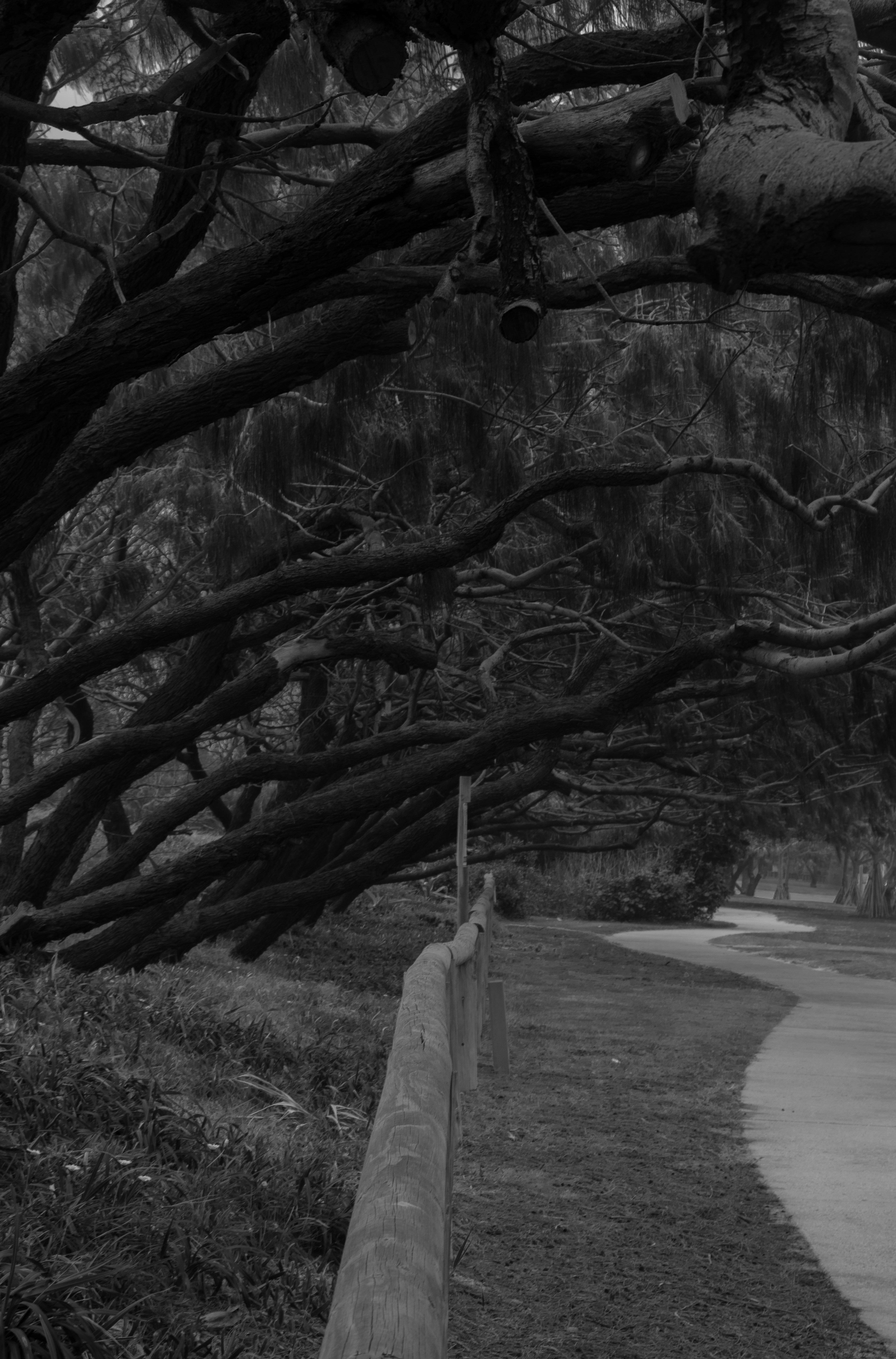 a black and white photo of a tree lined road