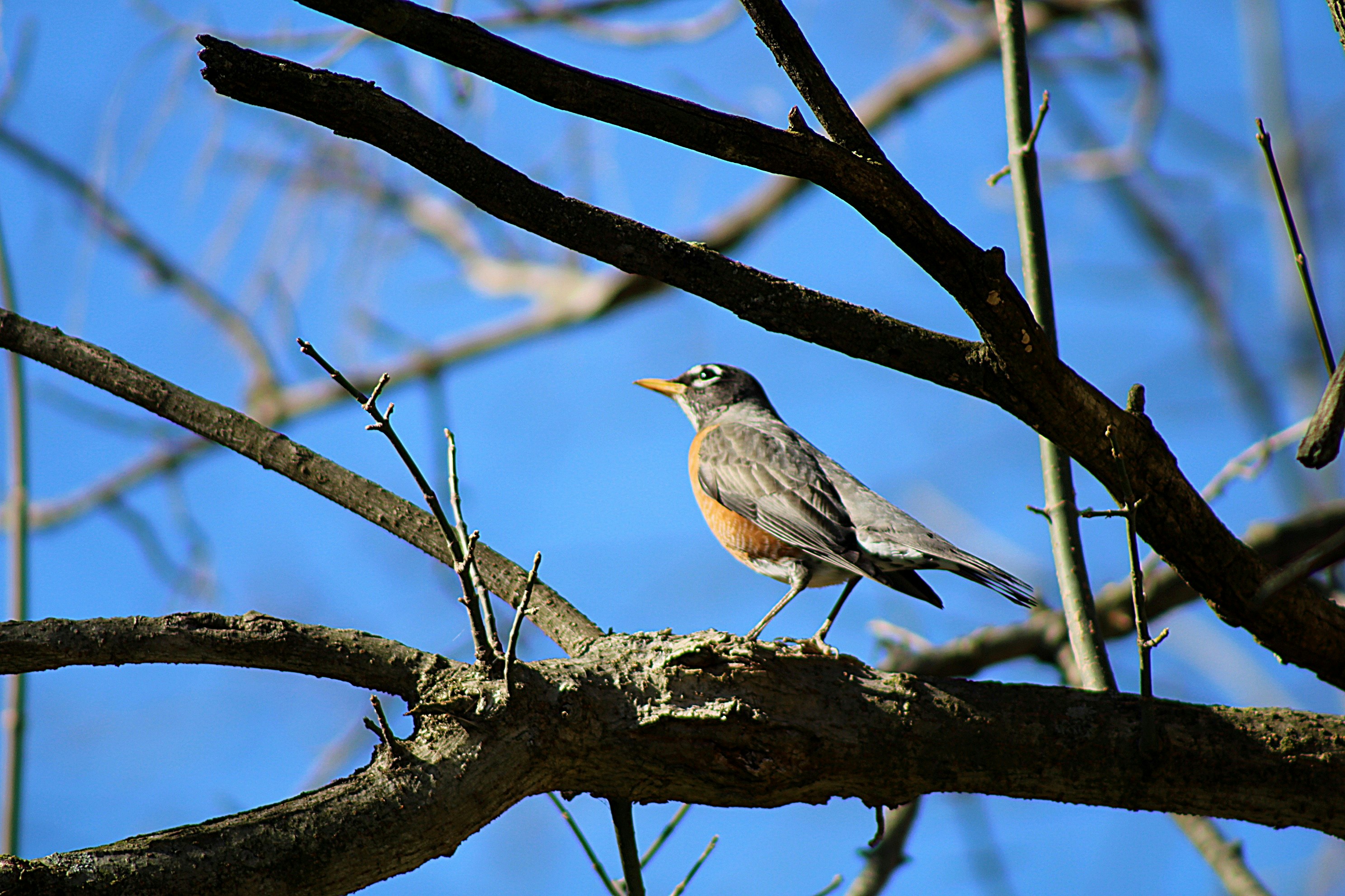 Photo by charles_ray