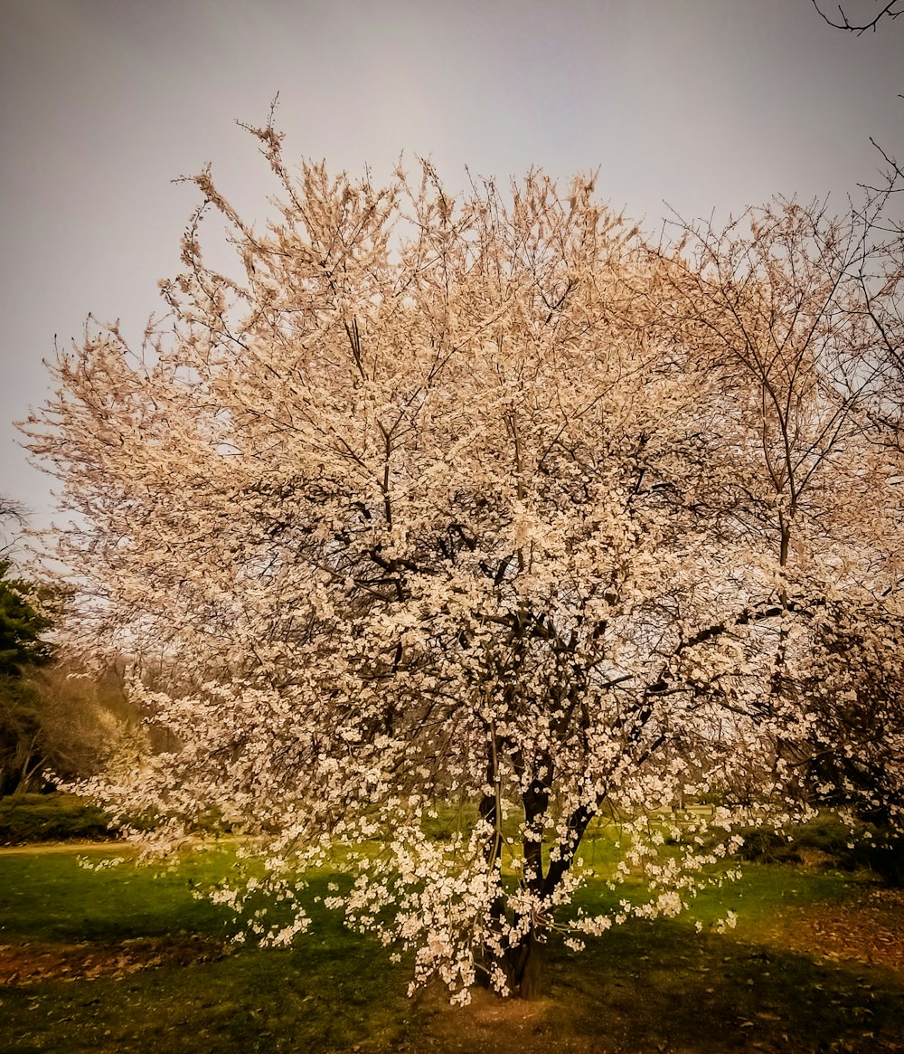a tree with lots of white flowers in a park