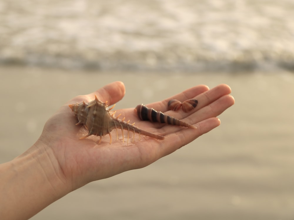 a person holding a sea shell in their hand