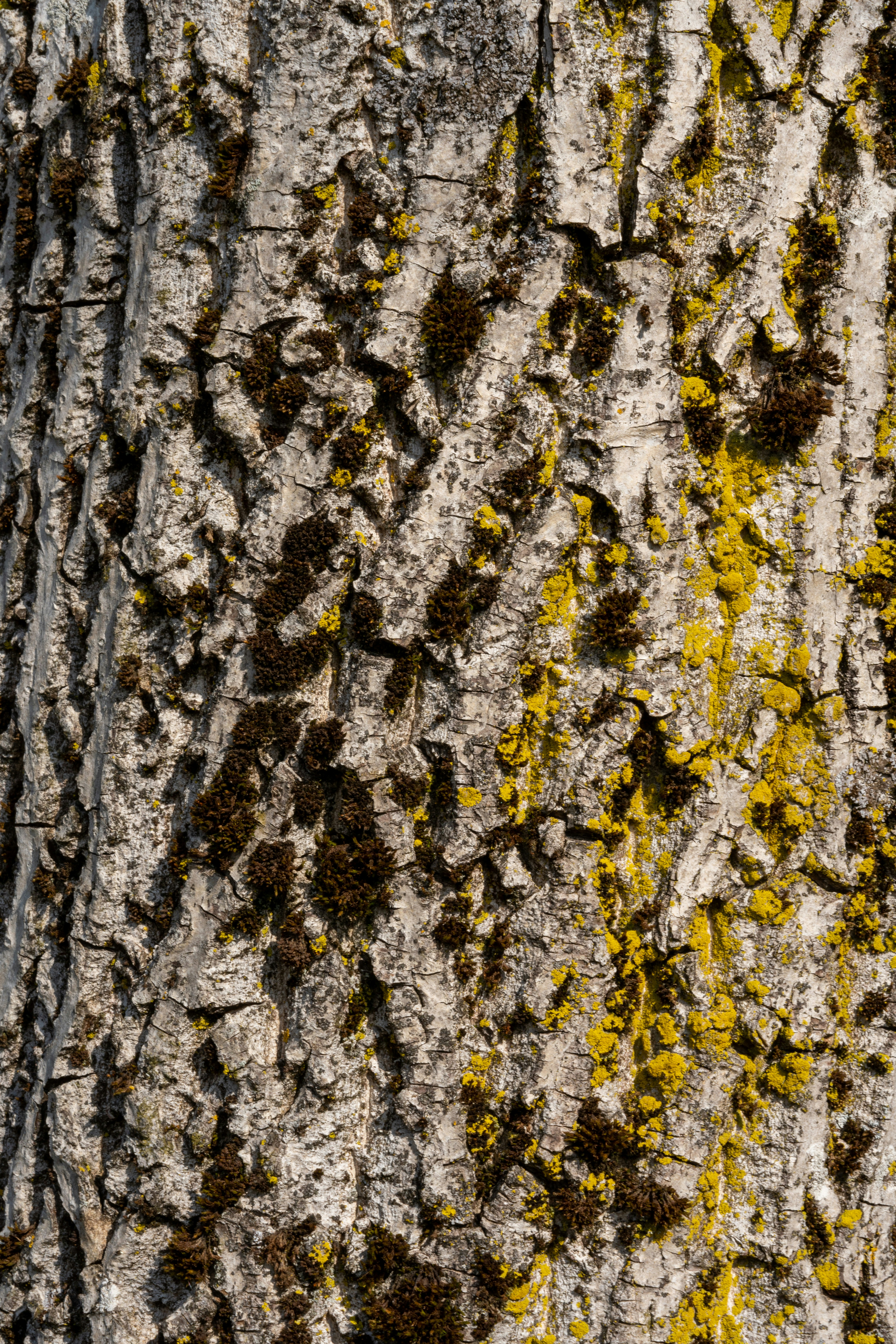 a close up of the bark of a tree