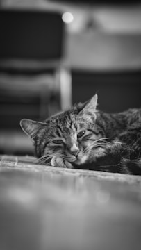 A gentle wobbly cat resting comfortably in a cozy foster home.