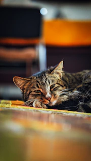 a cat is sleeping on the floor next to a chair