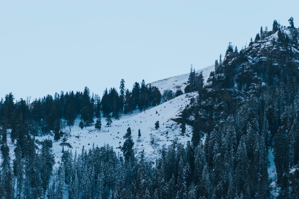 a snow covered mountain with trees on the side