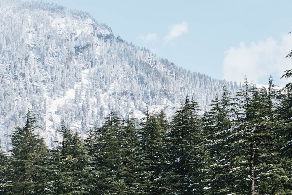 a mountain covered in snow next to a forest