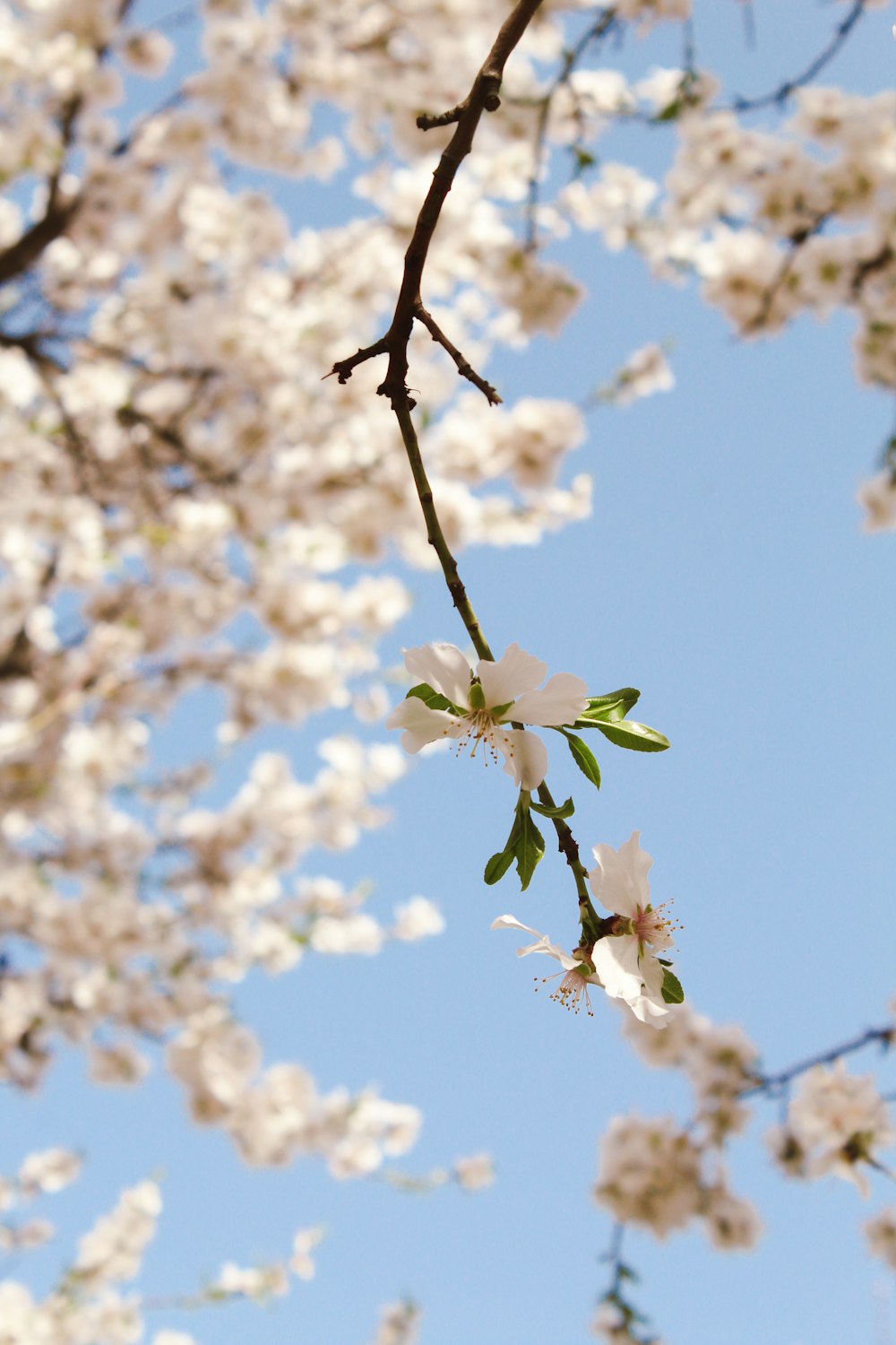 a tree with white flowers and a blue sky in the background