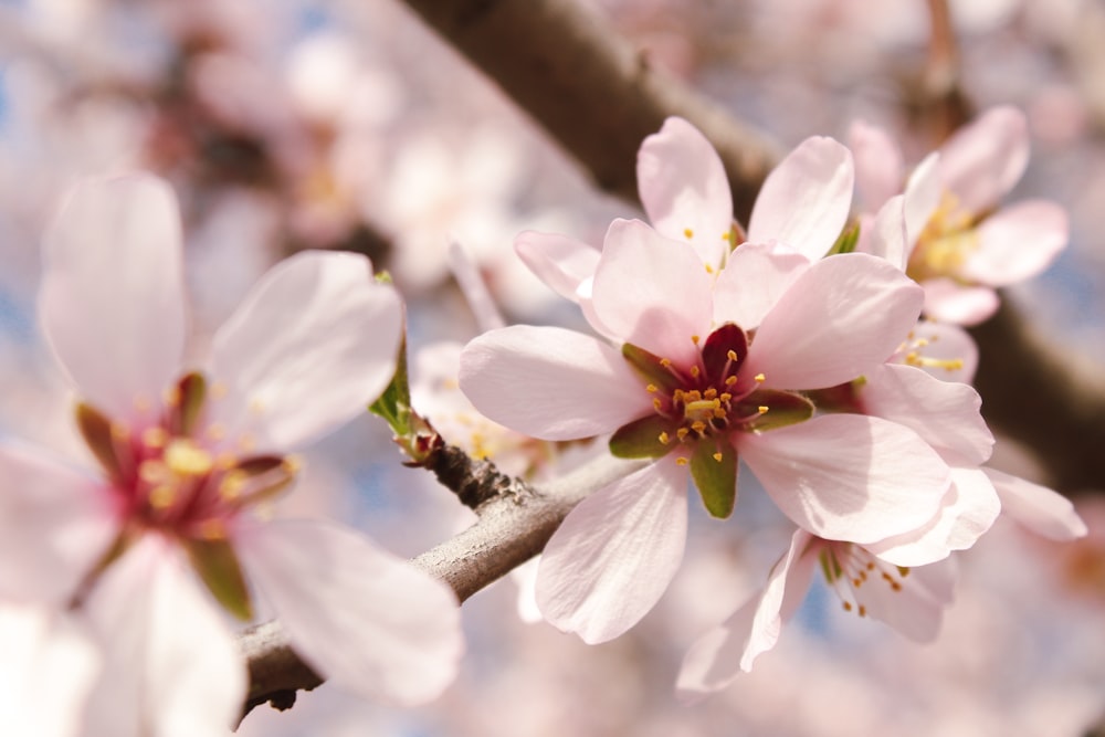 a close up of a flower on a tree