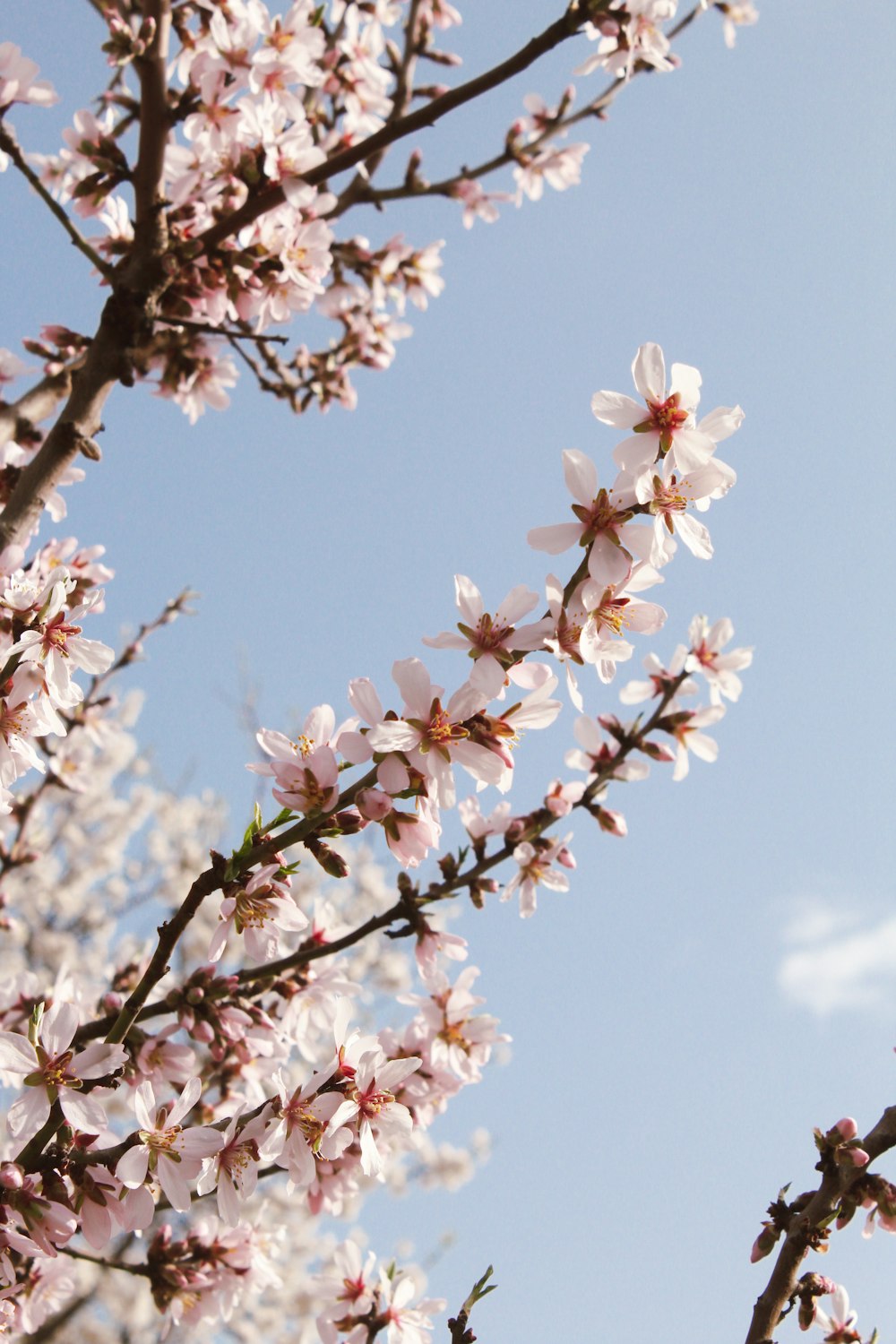 a close up of a tree with pink flowers