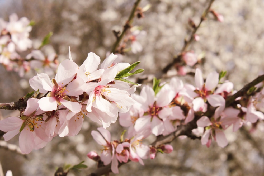 a close up of a tree with pink flowers