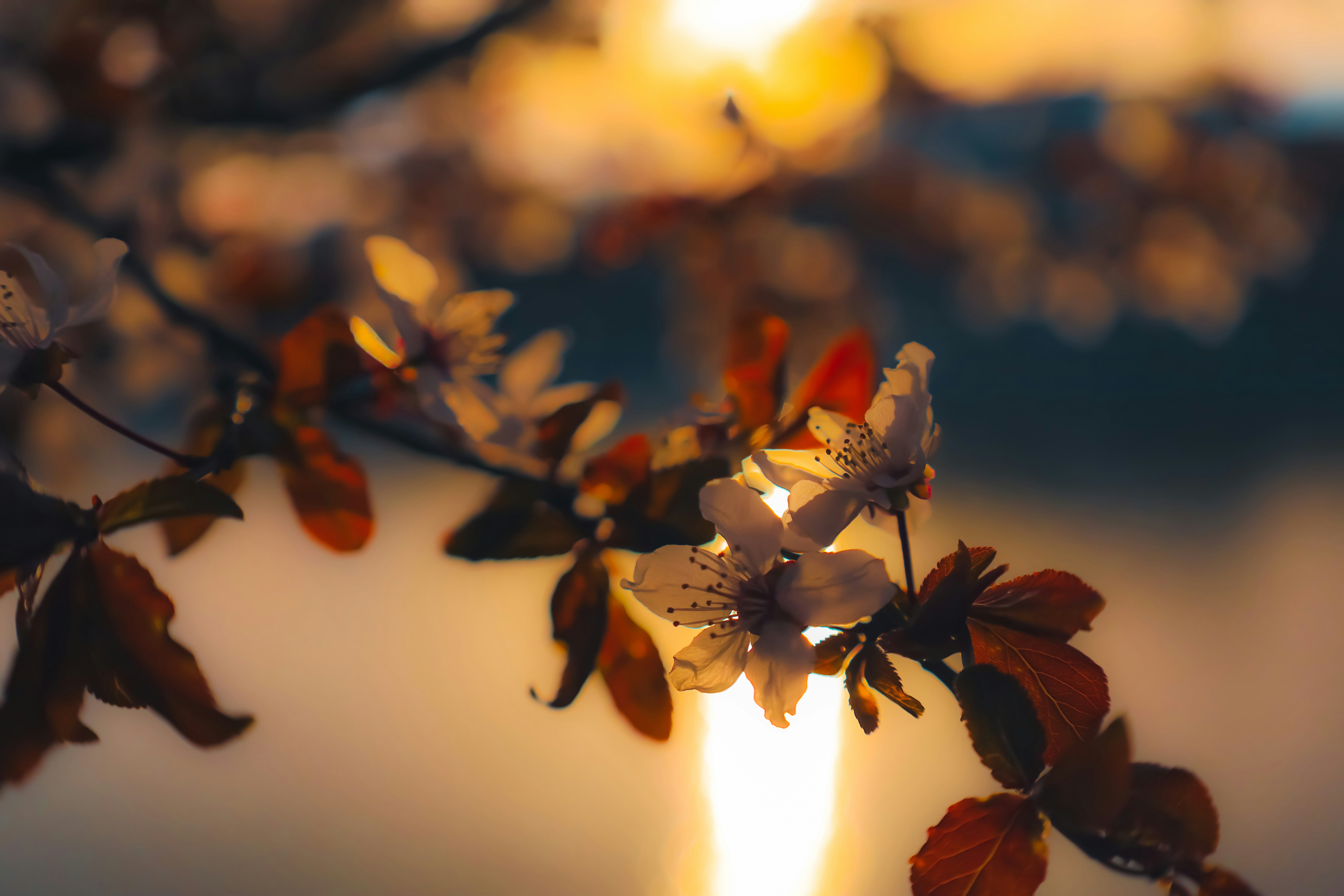 a close up of a branch with flowers on it
