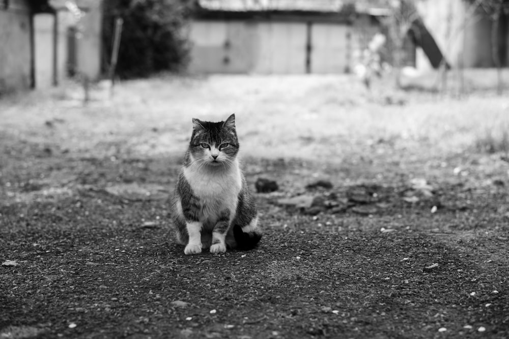 a black and white photo of a cat in a yard