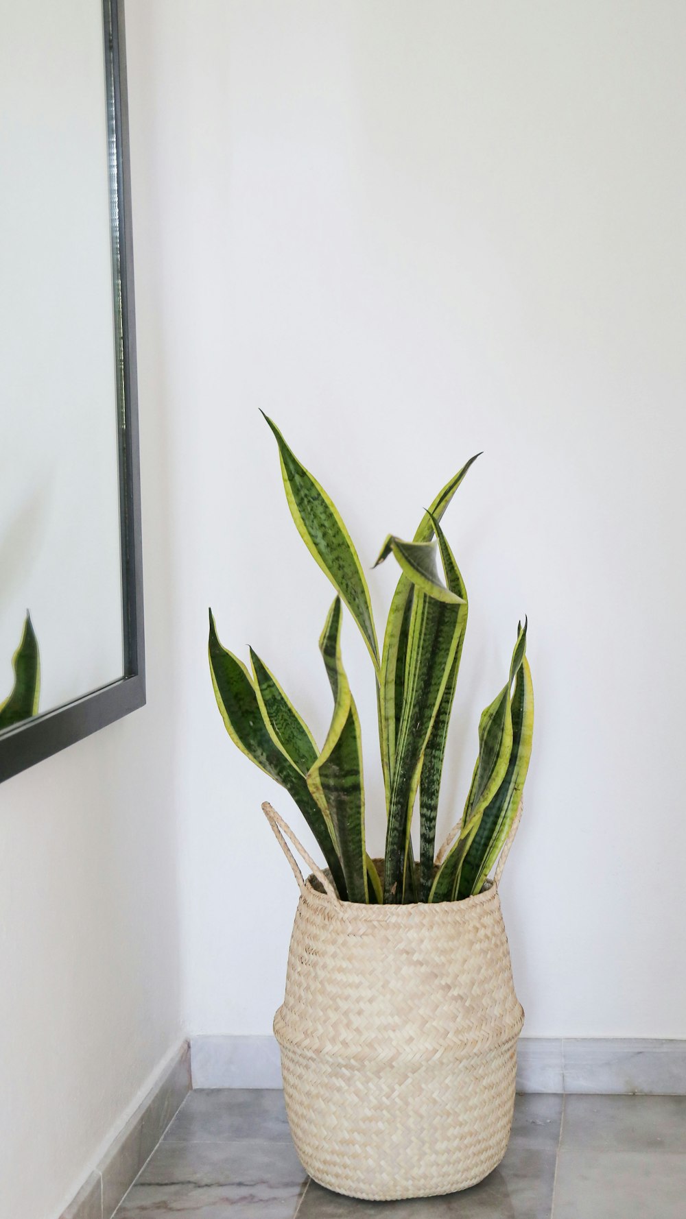 a potted plant sitting on top of a tiled floor