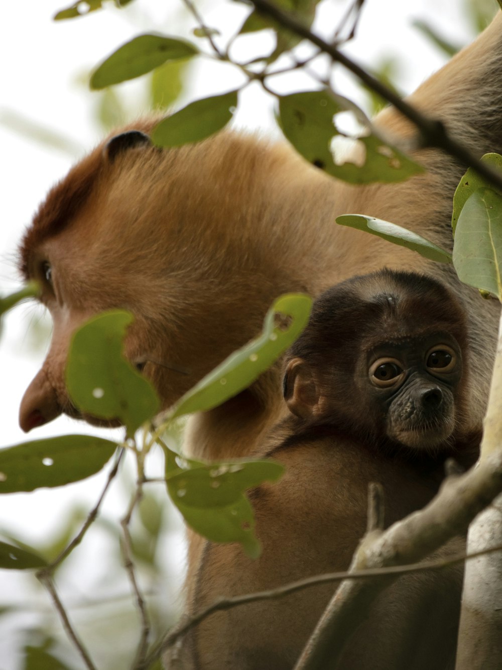 Un mono bebé está sentado en un árbol