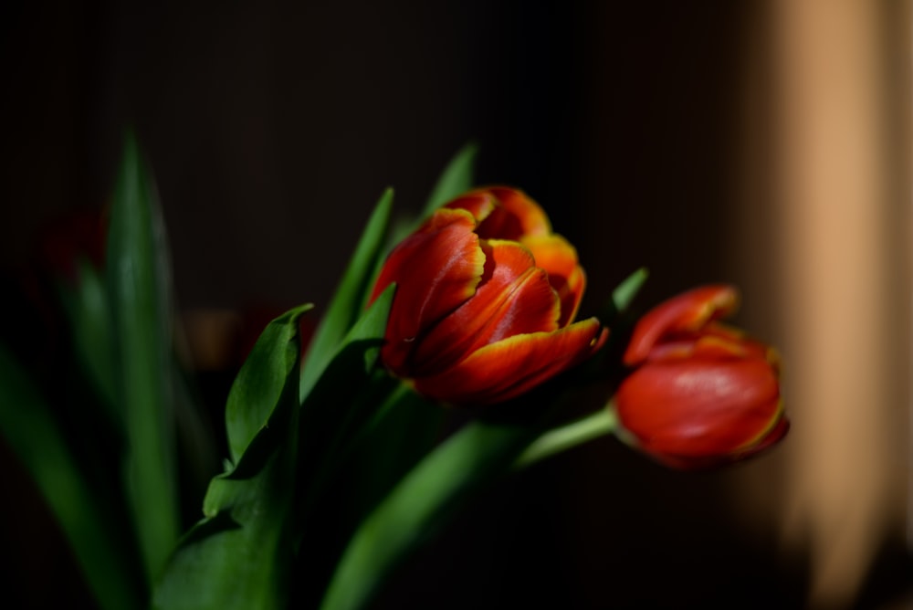 a close up of two red and yellow tulips