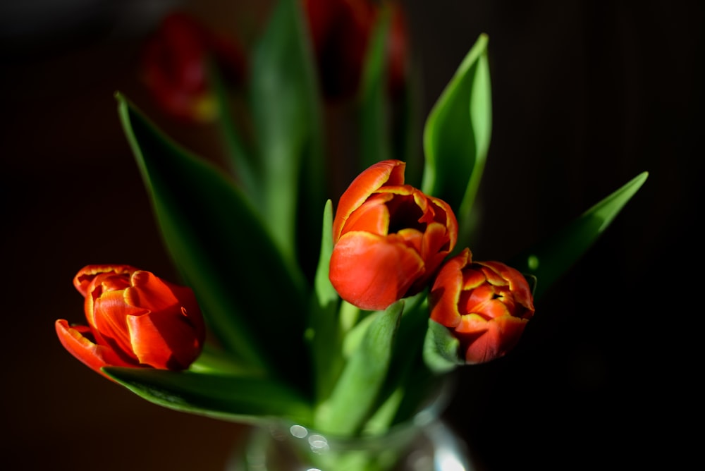 a vase filled with red flowers on top of a table