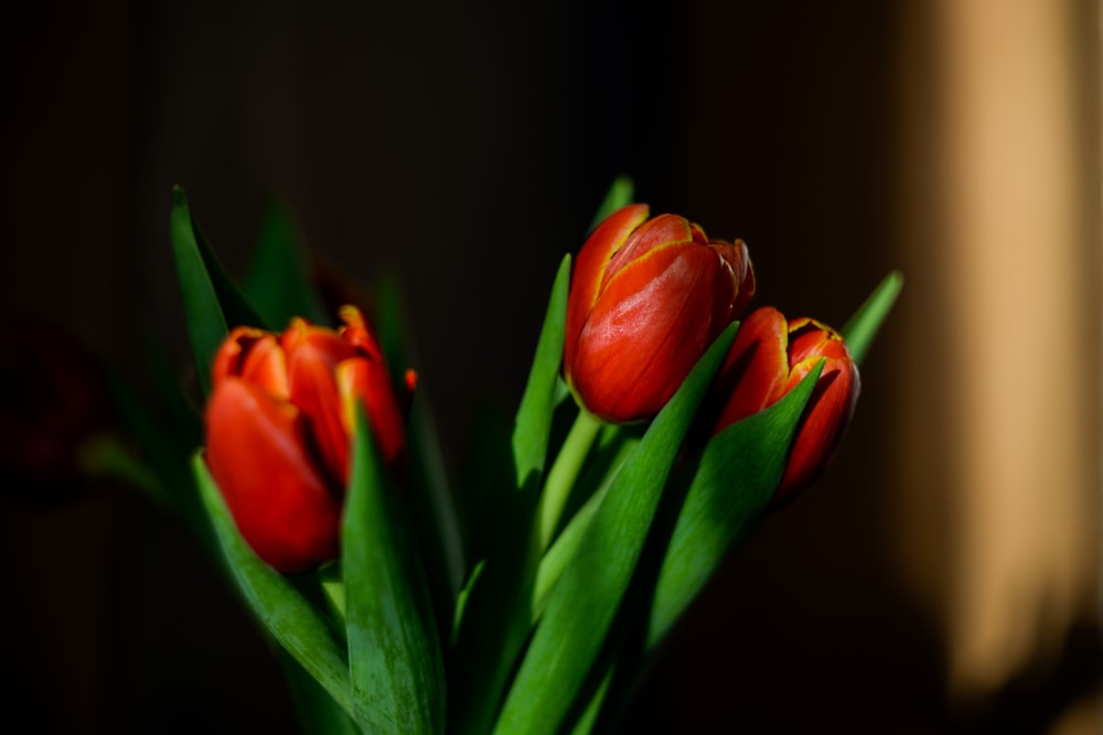 three red tulips in a vase on a table