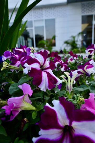 A close-up of vibrant purple and white petunias in full bloom, surrounded by lush green leaves. The background features a modern building with large windows and additional greenery, creating a refreshing contrast.