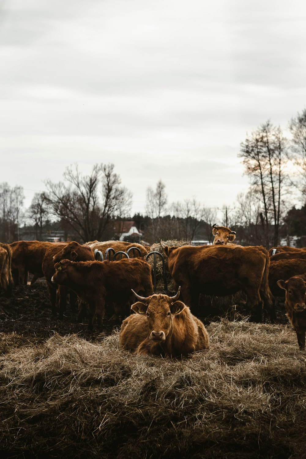 乾いた草の上で放牧する牛の群れ