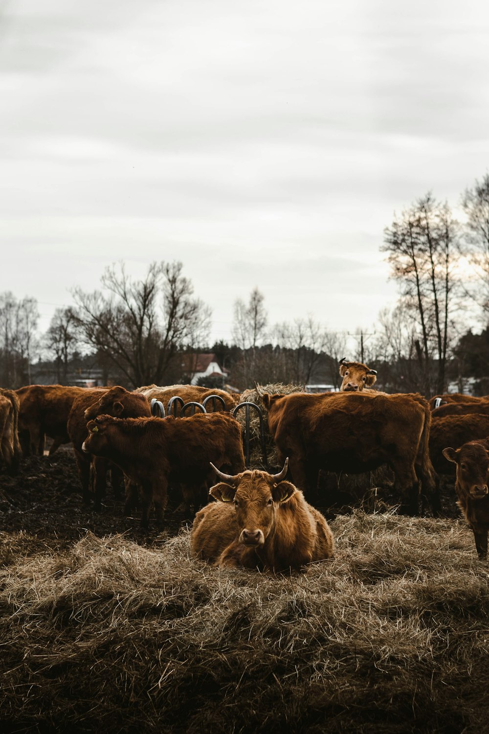 a herd of cattle grazing on dry grass