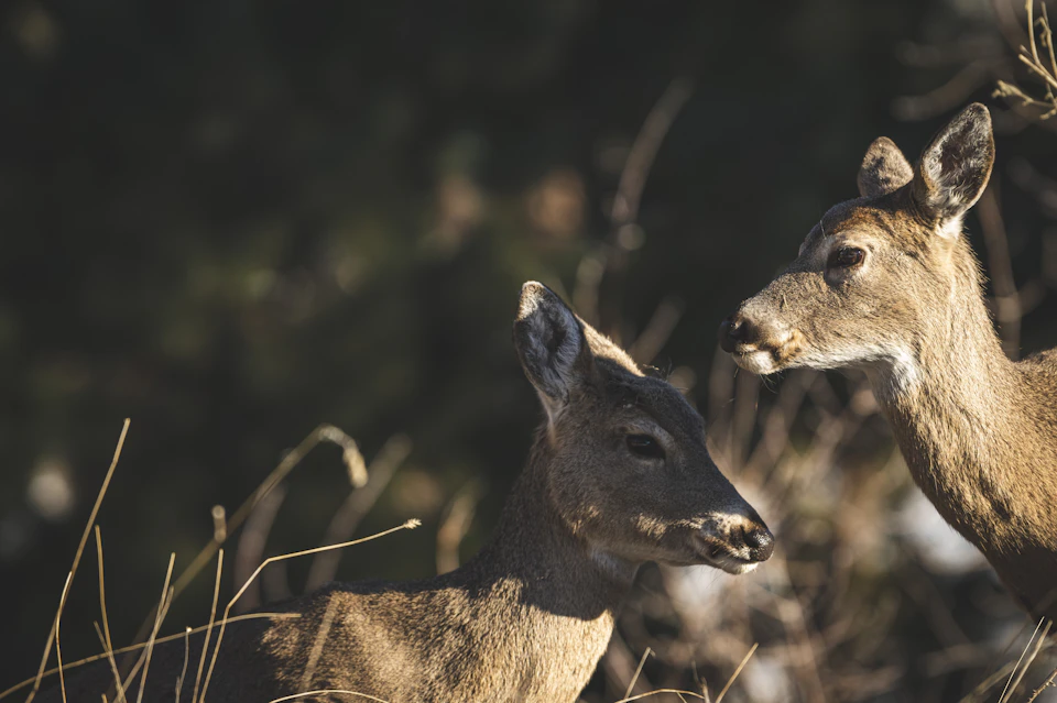 Two deer stand facing each other, their eyes meeting, amidst tall grasses and trees