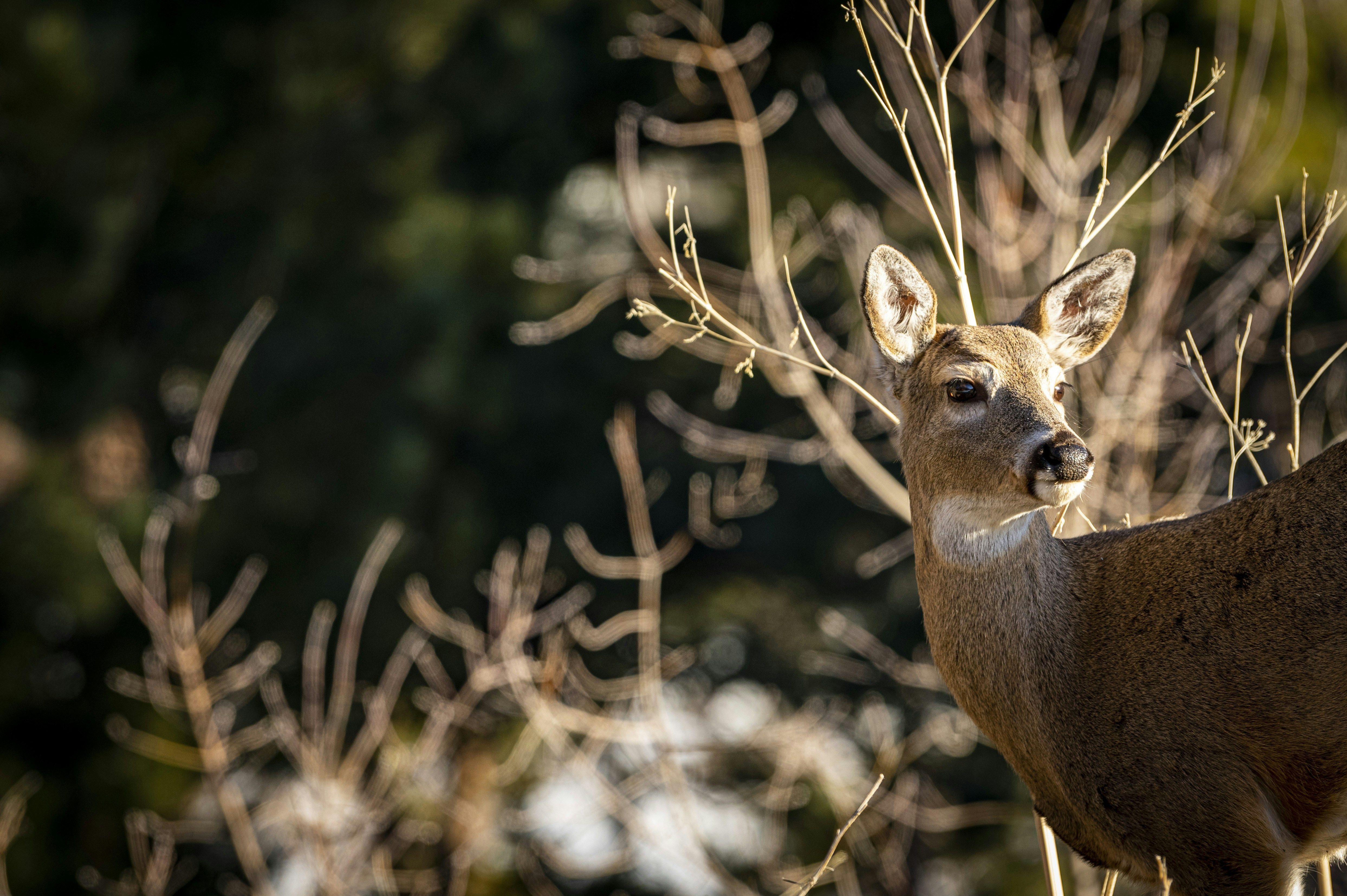 a deer standing next to a bunch of trees