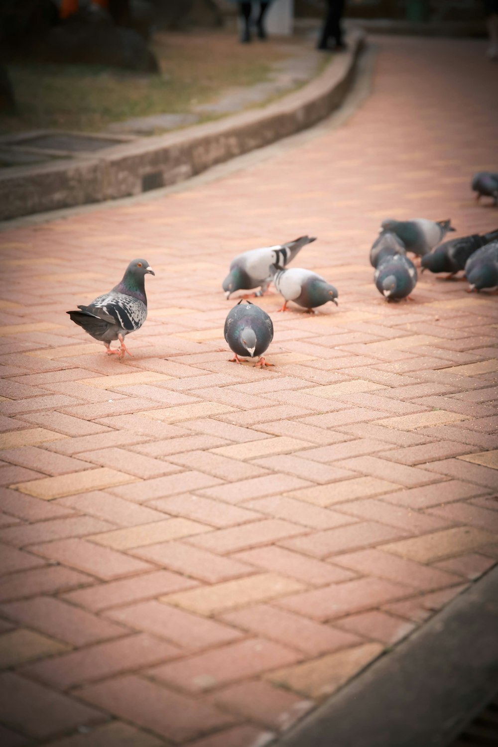 a flock of pigeons standing on a brick walkway