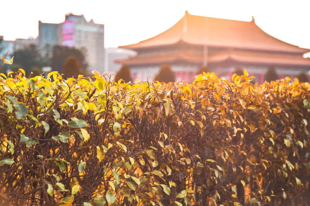 a bush with yellow leaves in front of a building