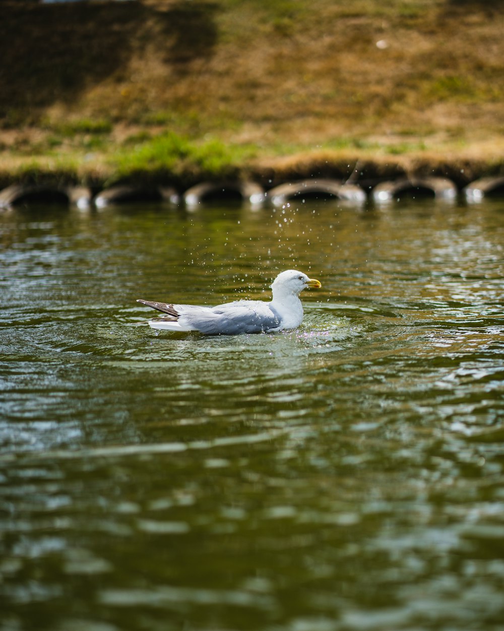 a white bird is swimming in the water