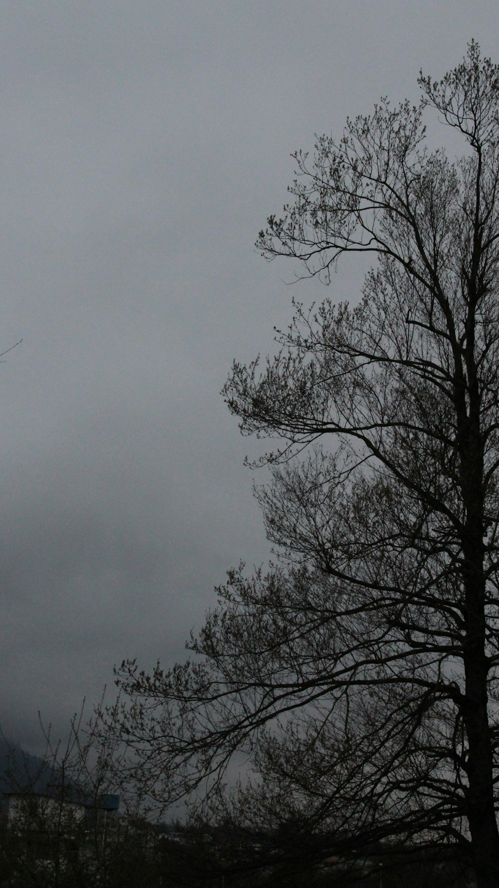 a tree with no leaves on a cloudy day