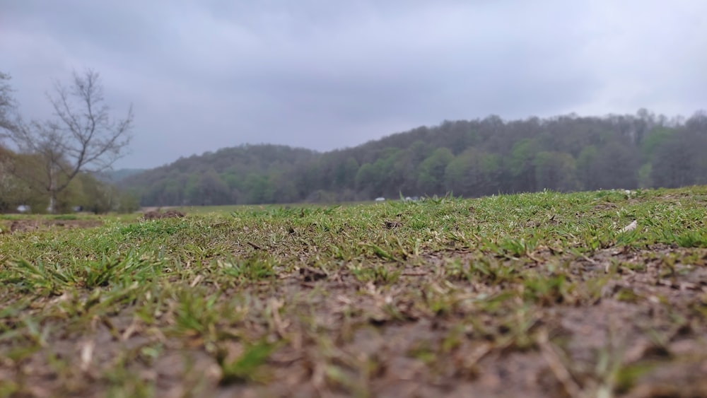 a field with grass and trees in the background