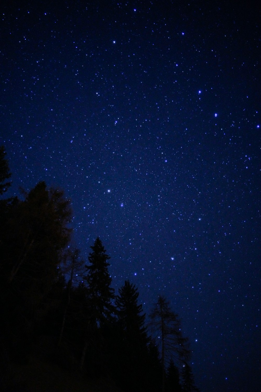 a night sky filled with stars and trees