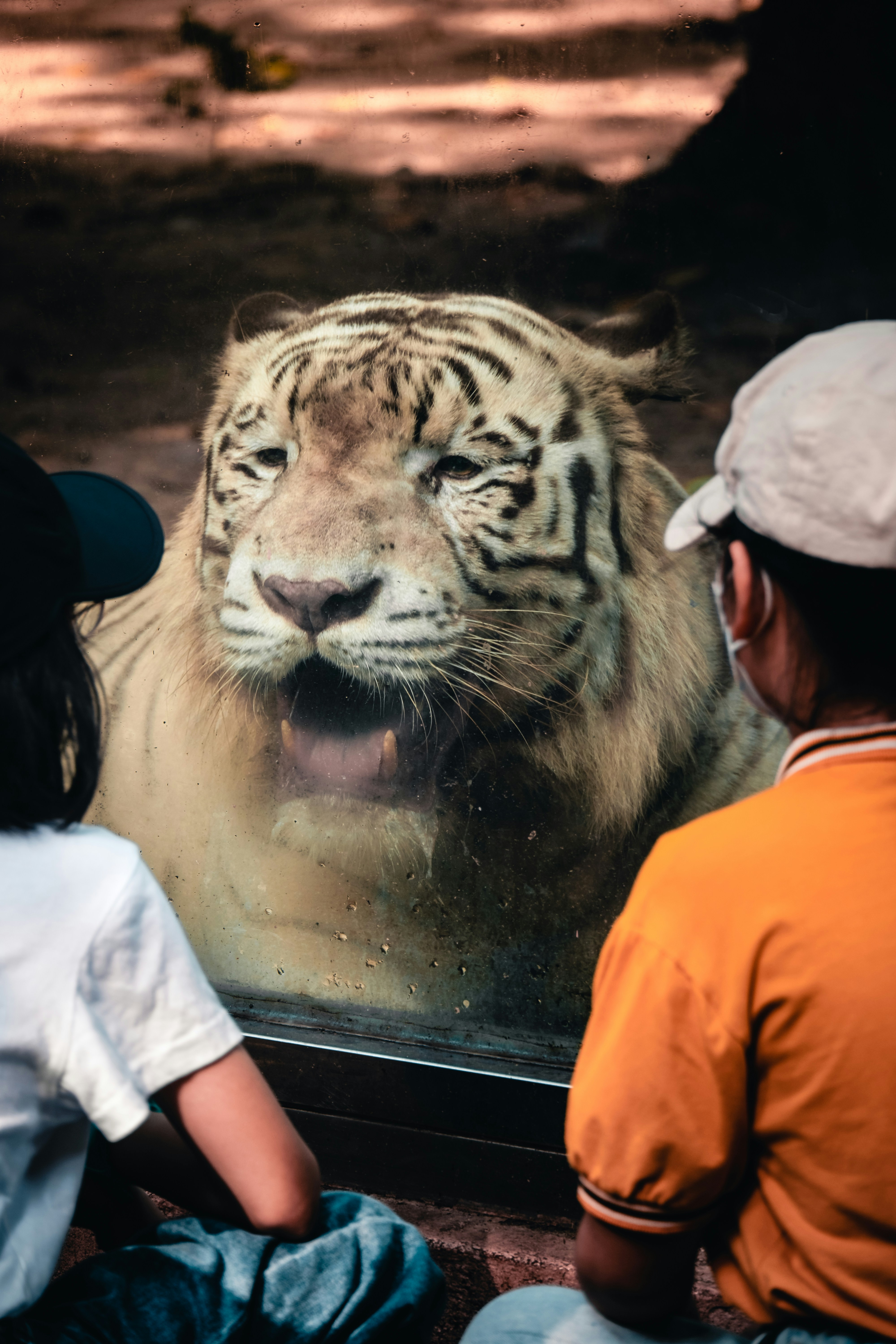 two children looking at a white tiger through a glass window