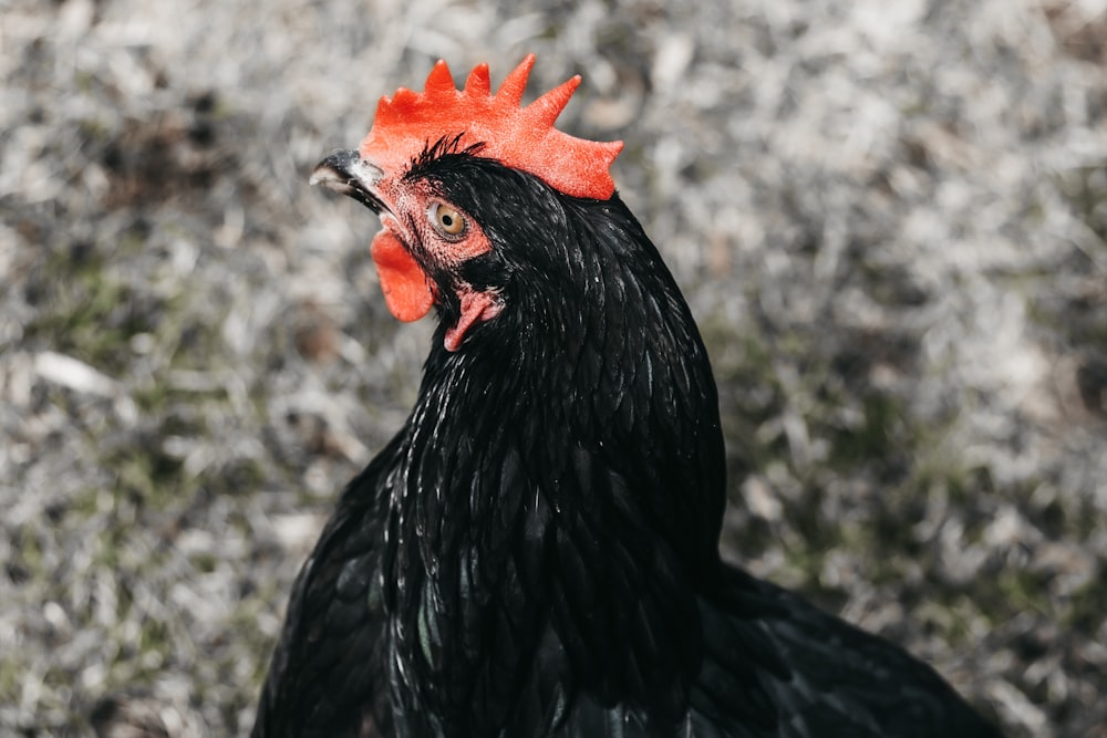a close up of a black rooster with a red comb