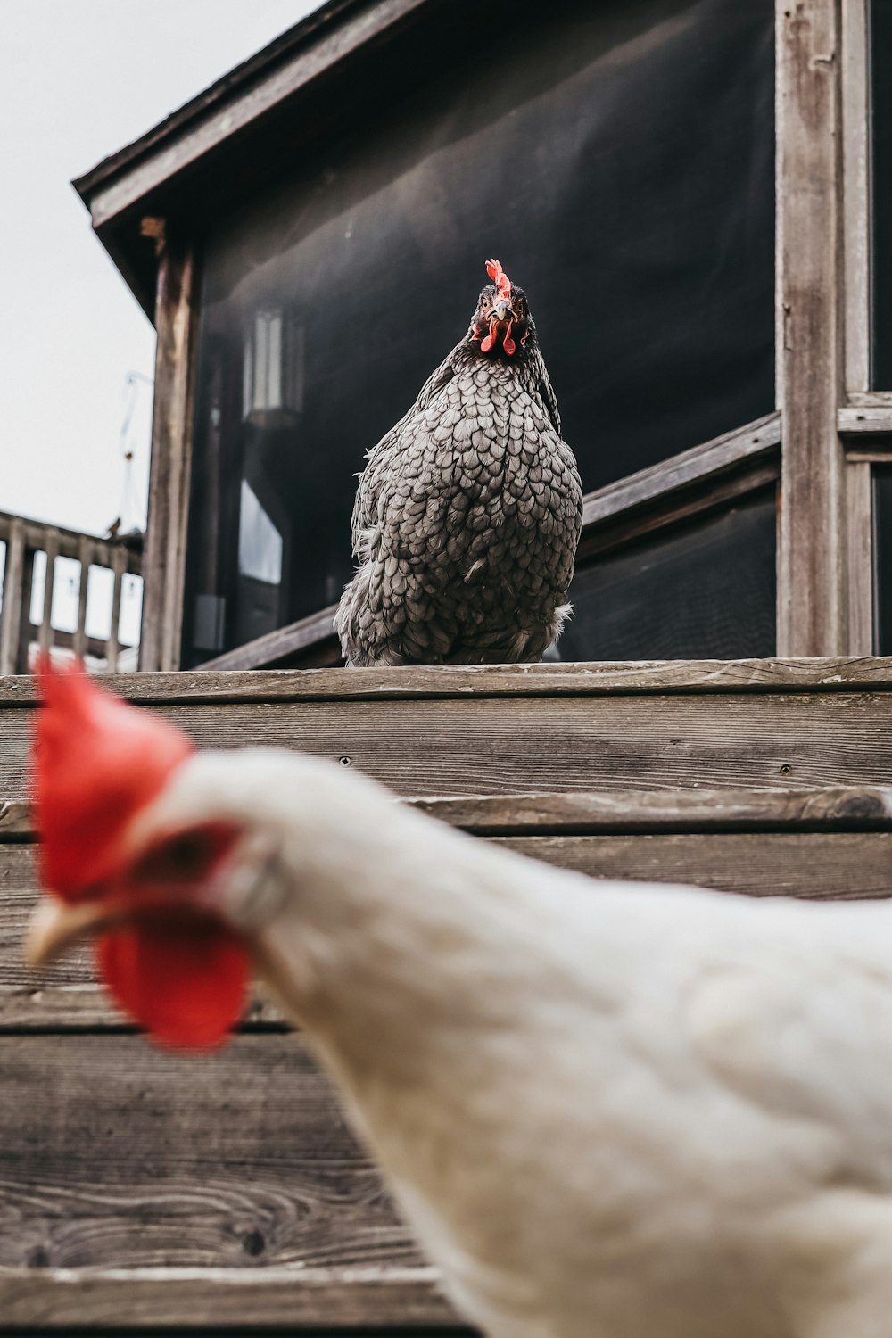 a close up of a chicken on a porch