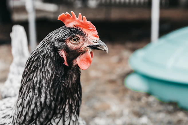 a close up of a rooster with a red comb