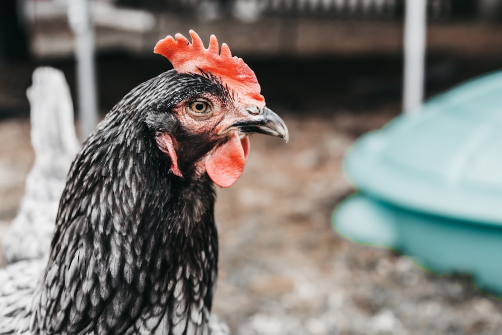 a close up of a rooster with a red comb