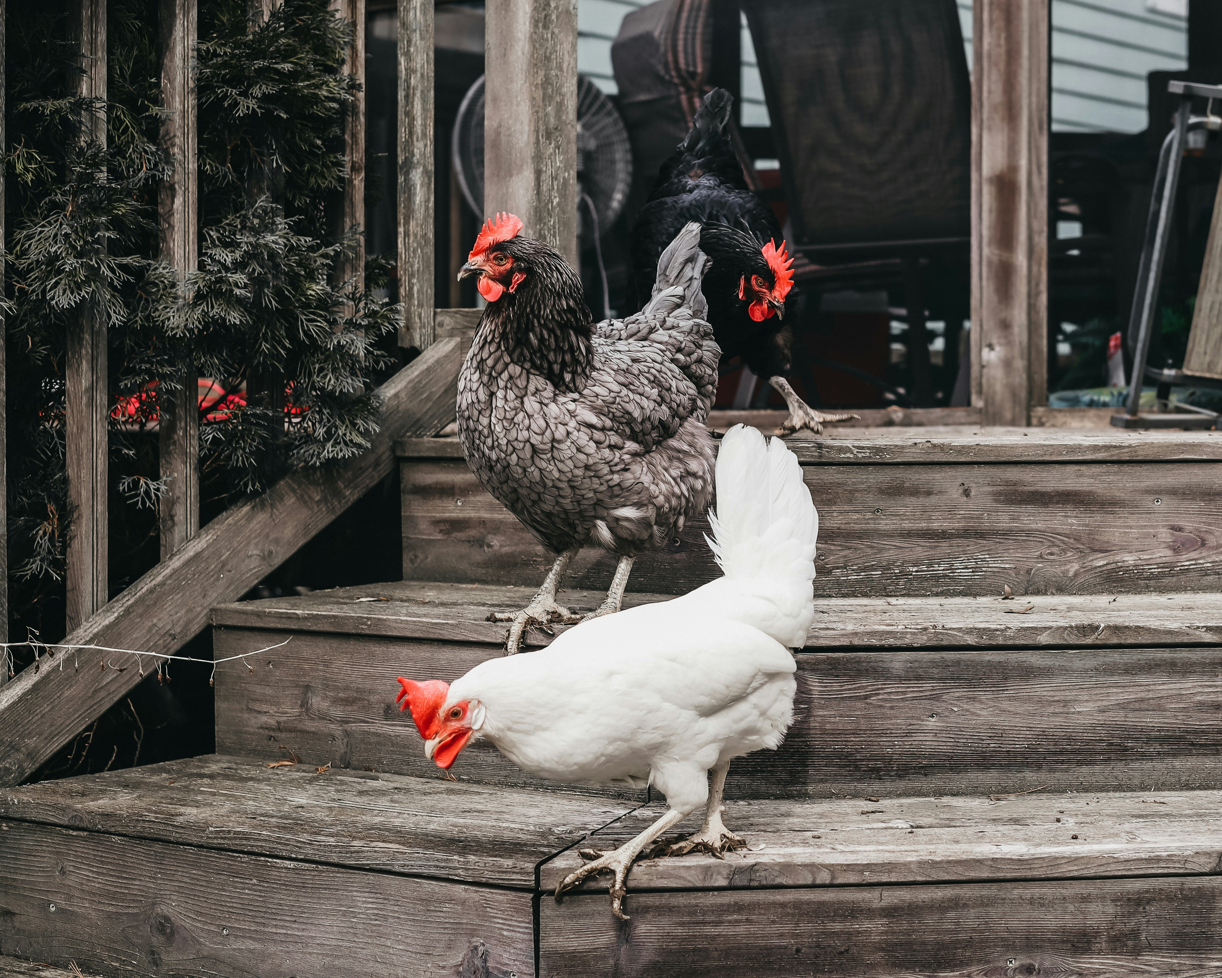 Group of chickens on steps
