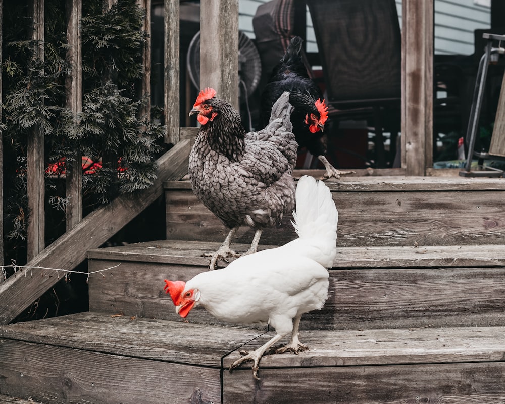 a group of chickens standing on top of a set of steps