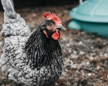 A close-up of a chicken with a dark, speckled feather pattern and a bright red comb. The background is slightly blurred, showing a mix of earthy tones and a green object, possibly a part of a structure or feeder.