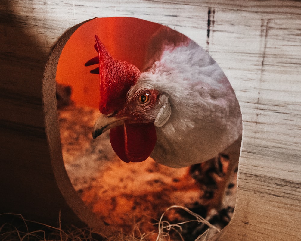 un pollo blanco con un peine rojo en un espejo