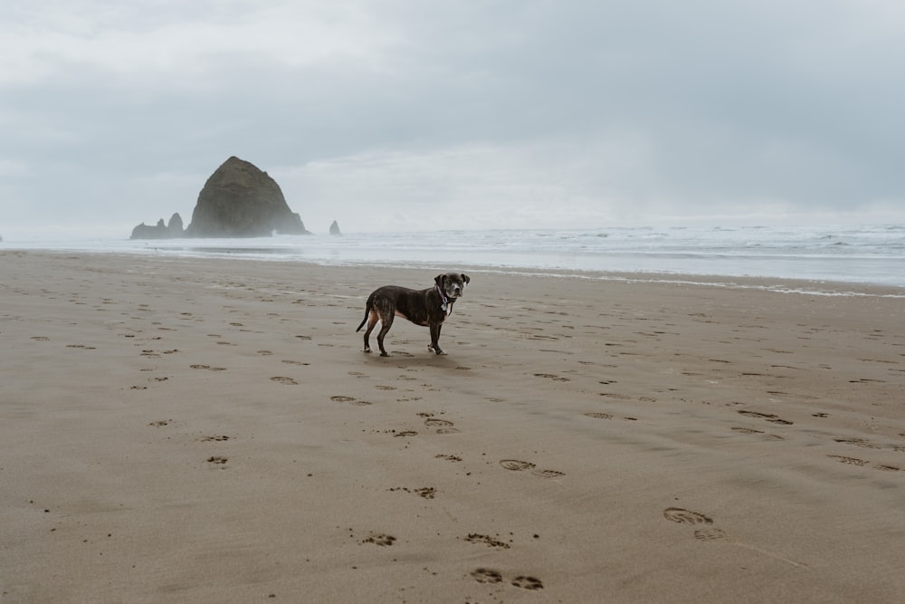 Un cane in piedi sulla cima di una spiaggia sabbiosa