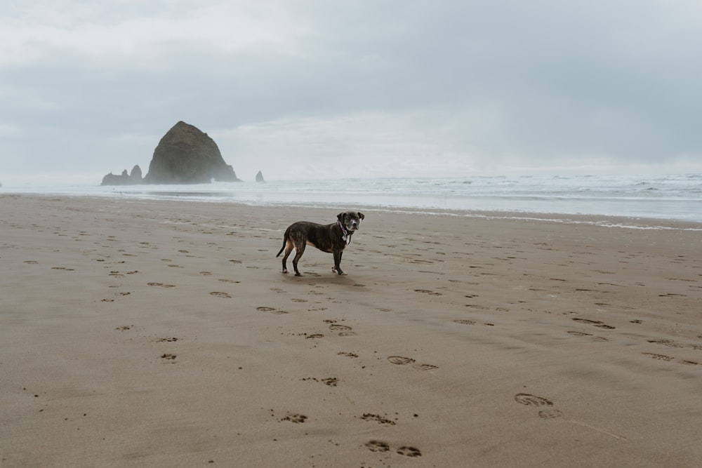 un chien debout au sommet d’une plage de sable