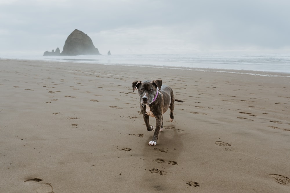 a dog running on a beach with footprints in the sand